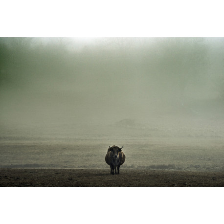 Photographie AUBRAC non-encadrée sous tube