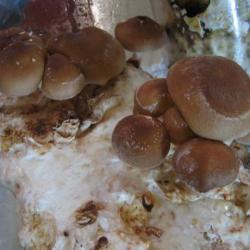 Shitakes cultivées en Auvergne - 1 kilos