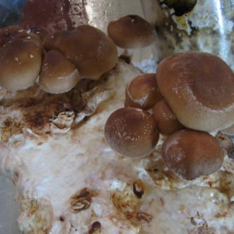 Shitakes cultivées en Auvergne - 1 kilos