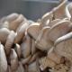 Pleurottes cultivées en Auvergne - 1 kilos