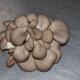 Pleurottes cultivées en Auvergne - 1 kilos