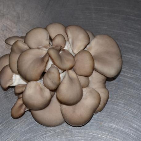 Pleurottes cultivées en Auvergne - 1 kilos
