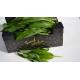 Ail des Ours sauvage - 500g