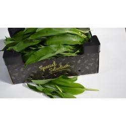 Ail des Ours sauvage - 500g