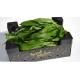 Ail des Ours sauvage - 500g