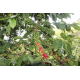 Honduras Finca Las rosas fermentation anaérobique - 200g - En grains