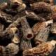 Morilles séchées 15 g - Roi des Montagnes