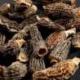 Morilles séchées (Sachet 40 g) - Roi des Montagnes