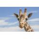 Passeport annuel - Handicap
