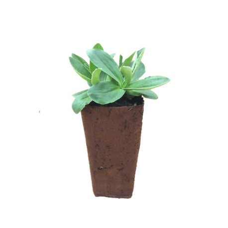 Plant d'Arnica montana de 2 ans