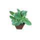 Plant d'Arnica montana de 2 ans