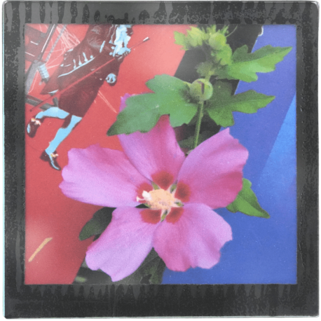 Grand magnet photo Hibiscus et affiches
