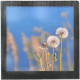 Grand magnet photo Pissenlits
