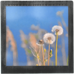Grand magnet d'artiste photo Pissenlits, pièce unique