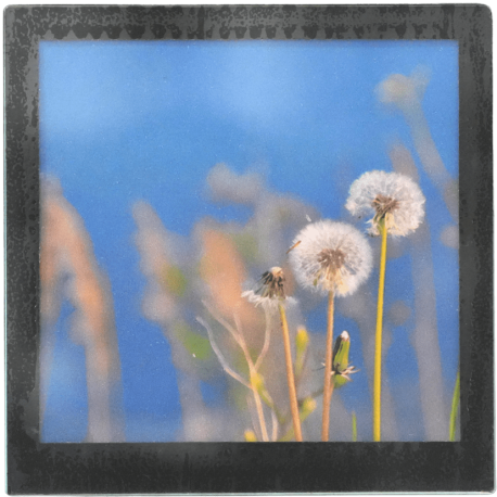 Grand magnet photo Pissenlits