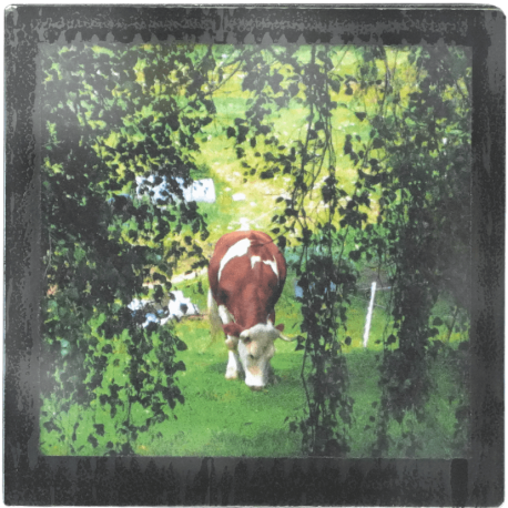 Grand magnet photo Vache et saule