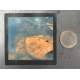 Grand magnet photo Escargot et poissons