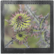 Grand magnet photo Chardons