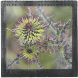 Grand magnet d'artiste photo Chardons, pièce unique