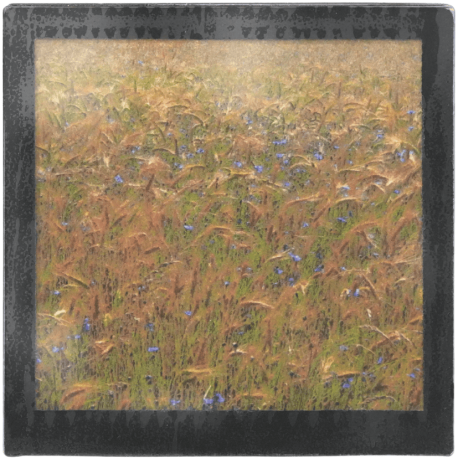 Grand magnet d'artiste photo Blés et bleuets