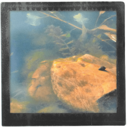 Grand magnet d'artiste photo Escargots et poissons, pièce unique
