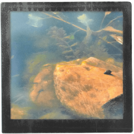 Grand magnet photo Escargot et poissons