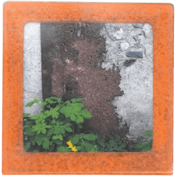 Petit magnet d'artiste photo Plaque rouillée et chélidoine