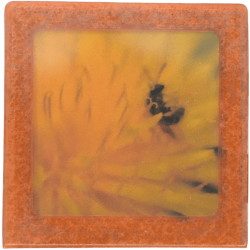 Petit magnet d'artiste photo Bestiole et pissenlit