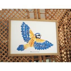 Affiche Herbier mésange bleue