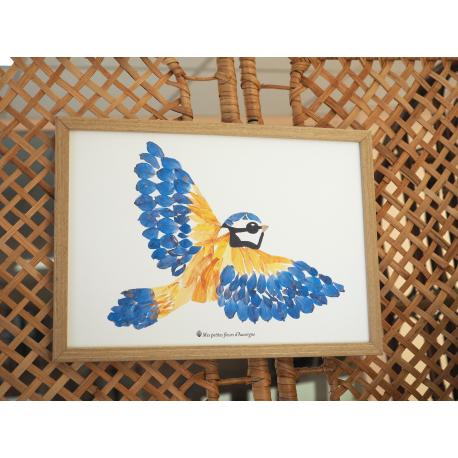 Affiche herbier mesange bleue