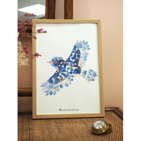 Affiche Herbier geai bleu