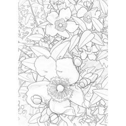 Cartes postales à colorier Thème floral