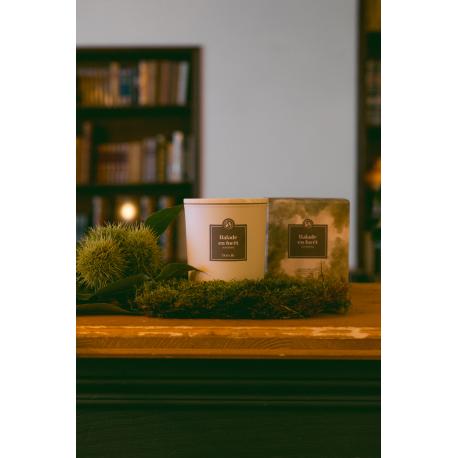 Balade en forêt - Auvergne