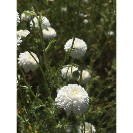 Tisane Solo - Camomille romaine 20 g