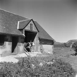 Tirage photographique - Deux vaches - route de Chastreix