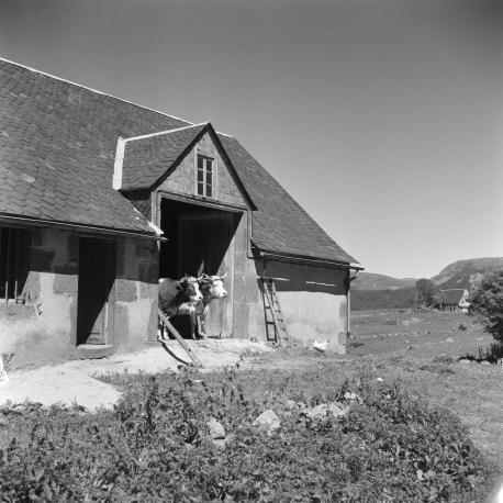 deux vaches - route de Chastreix