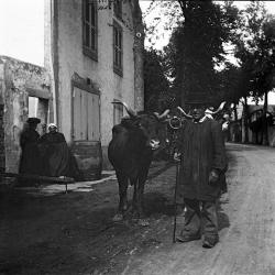 conducteur de boeufs Chamalières 1908