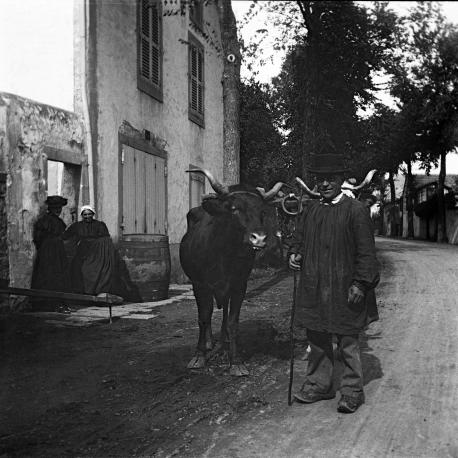 conducteur de boeufs Chamalières 1908